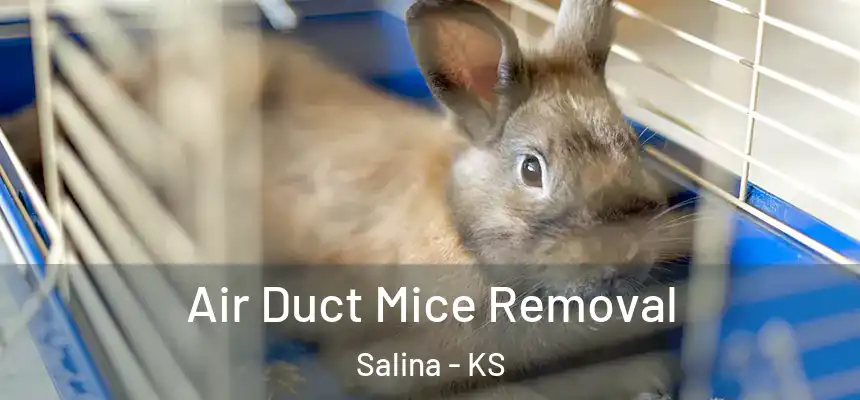  Air Duct Mice Removal Salina - KS